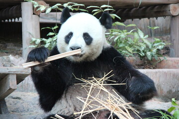 giant panda in a zoo in chiang mai in thailand  © frdric