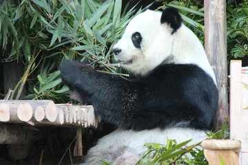 giant panda in a zoo in chiang mai in thailand  © frdric