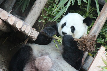 giant panda in a zoo in chiang mai in thailand  © frdric