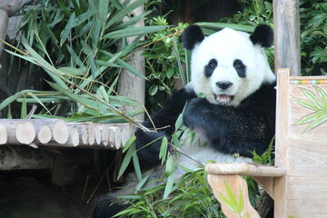 giant panda in a zoo in chiang mai in thailand  © frdric