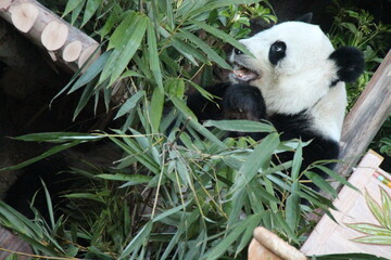 giant panda in a zoo in chiang mai in thailand  © frdric