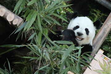 giant panda in a zoo in chiang mai in thailand  © frdric