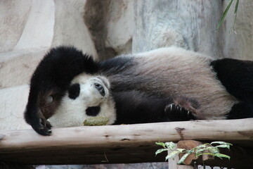 giant panda in a zoo in chiang mai in thailand  © frdric