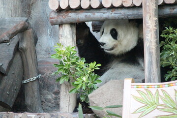 giant panda in a zoo in chiang mai in thailand  © frdric