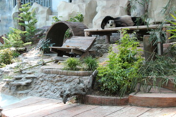 giant panda in a zoo in chiang mai in thailand  © frdric