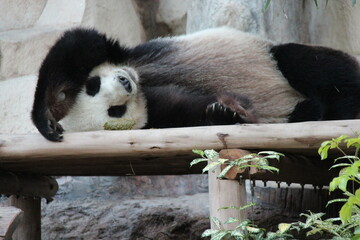 giant panda in a zoo in chiang mai in thailand  © frdric