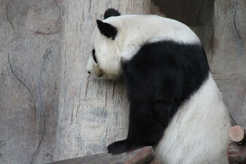 giant panda in a zoo in chiang mai in thailand  © frdric