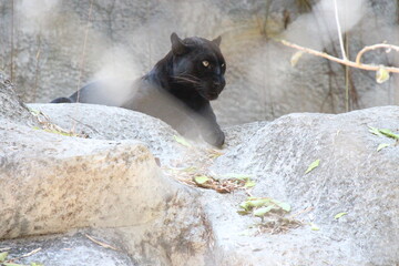 black panther in a zoo in chiang mai in thailand  © frdric