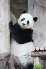 giant panda in a zoo in chiang mai in thailand  © frdric