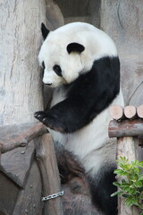 giant panda in a zoo in chiang mai in thailand  © frdric