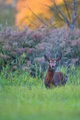 Red deer in a clearing © Janusz