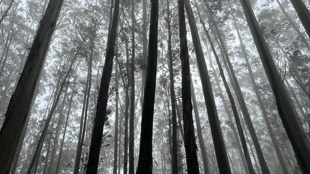 Low-angle view of tall eucalyptus trees rising into misty forest canopy, with fog, grey sky and moody natural light creating a peaceful woodland atmosphere and scenic nature background.
