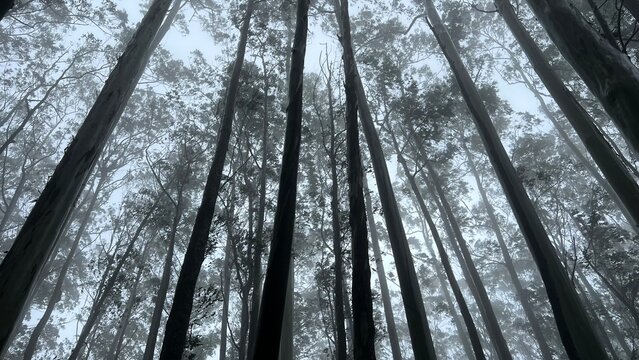 Low-angle view of tall eucalyptus trees rising into misty forest canopy, with fog, grey sky and moody natural light creating a peaceful woodland atmosphere and scenic nature background.
