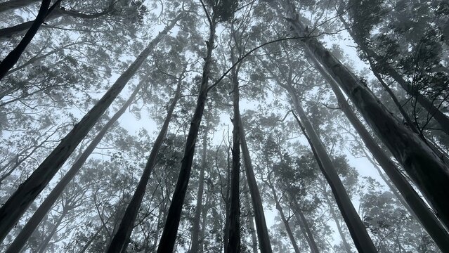Low-angle view of tall eucalyptus trees rising into misty forest canopy, with fog, grey sky and moody natural light creating a peaceful woodland atmosphere and scenic nature background.
