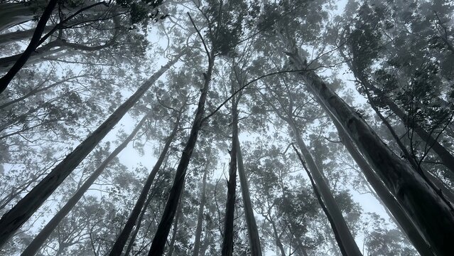 Low-angle view of tall eucalyptus trees rising into misty forest canopy, with fog, grey sky and moody natural light creating a peaceful woodland atmosphere and scenic nature background.
