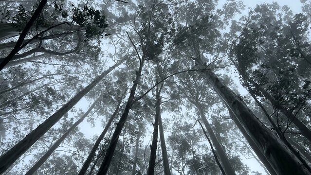 Low-angle view of tall eucalyptus trees rising into misty forest canopy, with fog, grey sky and moody natural light creating a peaceful woodland atmosphere and scenic nature background.
