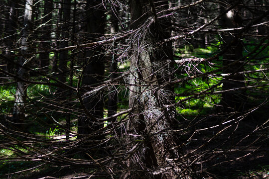 Dry lateral branches claw from a dark conifer trunk while sunlight stripes the understory. Sharp textures and deep shade build a dramatic woodland scene rich with contrast and form