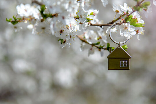 symbol of the house among the white cherry blossoms
