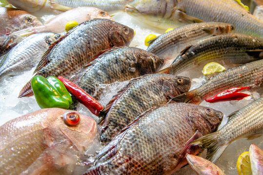 Fresh sea fish lies in ice on the store counter
