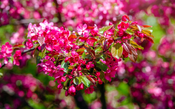 Blooming decorative apple tree with red flowers
