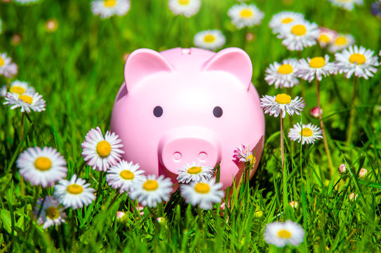 Piggy Bank on the background of blooming daisies
