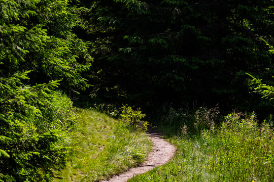 A narrow woodland path loops toward shadow beneath dense fir inviting quiet footsteps from the sunlit meadow into the cool heart of the forest where day sounds fade and curiosity leads on