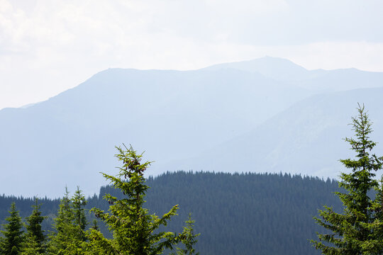 Misty mountain layers fade into a pale sky above a dense evergreen forest. Soft haze and gentle light create a calm alpine mood with fir treetops and rolling ridges in the distance.