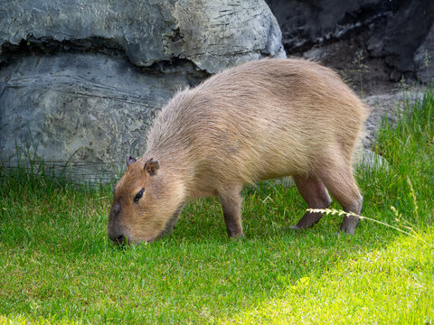 A capybara grazes in a meadow near a rocky wall. The large rodent has lowered its head toward the grass. Close-up.