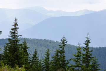 Misty mountain layers rise beyond a dark spruce forest under gentle summer light with soft haze and clouds creating a calm alpine vista ideal for hiking inspiration travel themes and nature background © Chornogirskyi