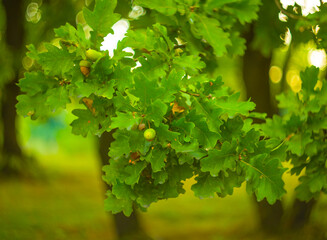 closeup green oak tree branch with acorn in the forest © Yuriy Kulik