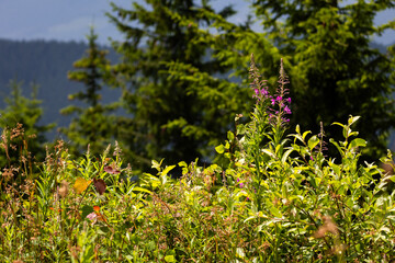 Fototapeta premium Sunlit mountain meadow with lush shrubs and pink wildflowers stands before dark spruce trees a vibrant alpine foreground that conveys summer growth pollinators and the freshness of highland air