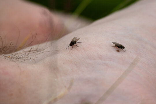 Two flies rest on human skin in a close macro scene revealing fine hairs and delicate wings an intimate look at common insects and outdoor life highlighting care against bites