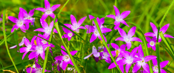 closeup heap of wild flowers on forest glade, beautiful natural background © Yuriy Kulik
