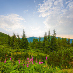 green mountain valley covered by a forest, mountain travel landscape © Yuriy Kulik