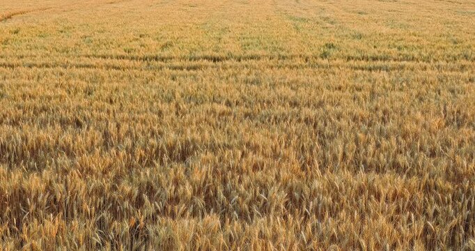 Golden wheat ripe for harvest in an agricultural field