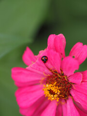 A black ladybug on pink petals. © zoo