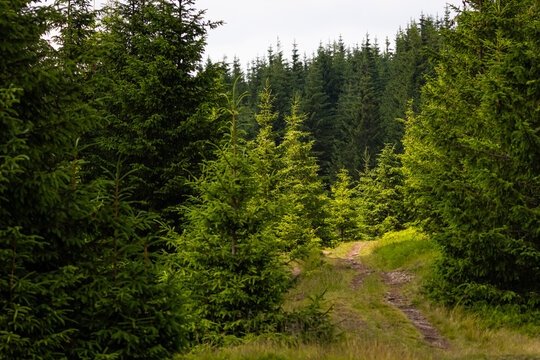 A narrow dirt road winds through a stand of young spruces leading the eye toward deeper woods the rugged track and bright needles suggesting exploration solitude and quiet green energy on a summer