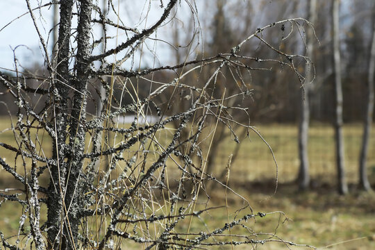 Close-Up of Bare Twigs and Moss on Tree in Autumn Countryside