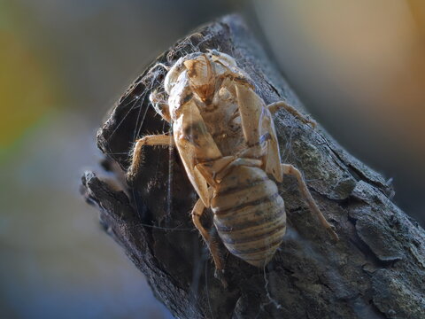 The shell of a Chinese cicada