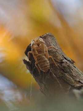 The shell of a Chinese cicada