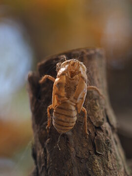 The shell of a Chinese cicada