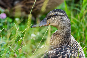 Fototapeta premium Female mallard rests among tall meadow grass. Crisp plumage detail and a watchful eye stand out against soft green bokeh creating a peaceful wildlife portrait in natural light.