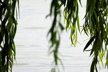 Long willow leaves hang in soft focus and frame gentle ripples on a calm lake. Light filters through slender greenery creating a tranquil mood perfect for nature backgrounds. © Chornogirskyi