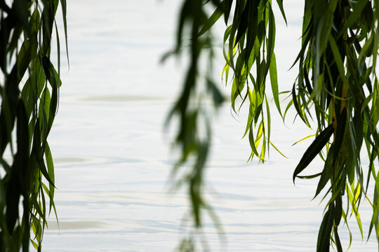 Long willow leaves hang in soft focus and frame gentle ripples on a calm lake. Light filters through slender greenery creating a tranquil mood perfect for nature backgrounds.