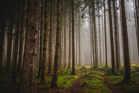 Walking path through a moody foggy forest