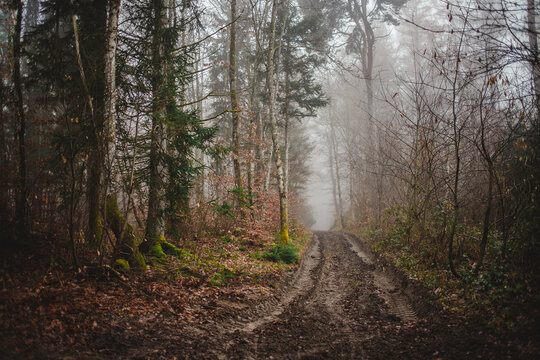 Mysterious muddy path leads into a foggy forest