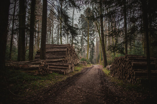Stacks of logs along a dark moody forest path