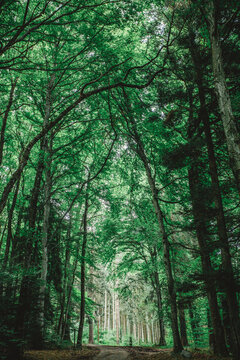 Tall green trees tower over a forest path