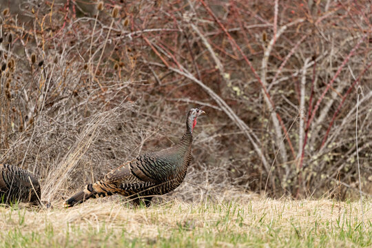 A Young Male Merriams Wild Turkey stands alert in a brushy field