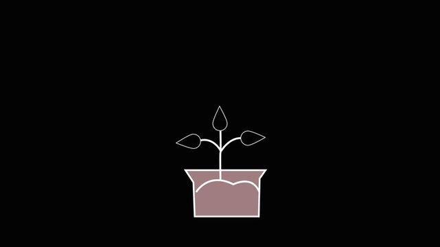 Plant Animation. icon animation